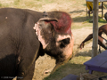 Elefanten sind omnipräsent im Chitwan Nationalpark